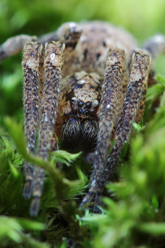 Zoropsis  sp.